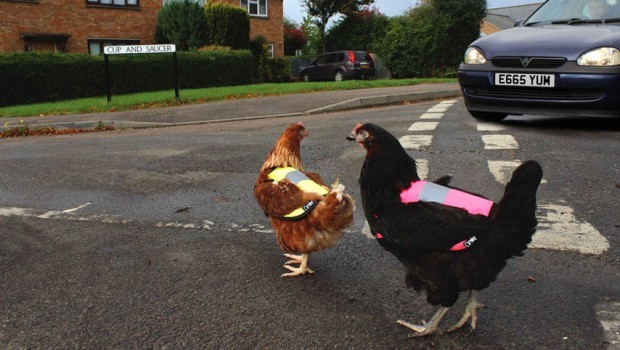 Sicurezza stradale: arrivano i gilet catarinfrangenti anche per galli e galline!